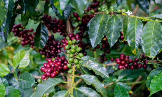 Peru - Fair Trade & Organic